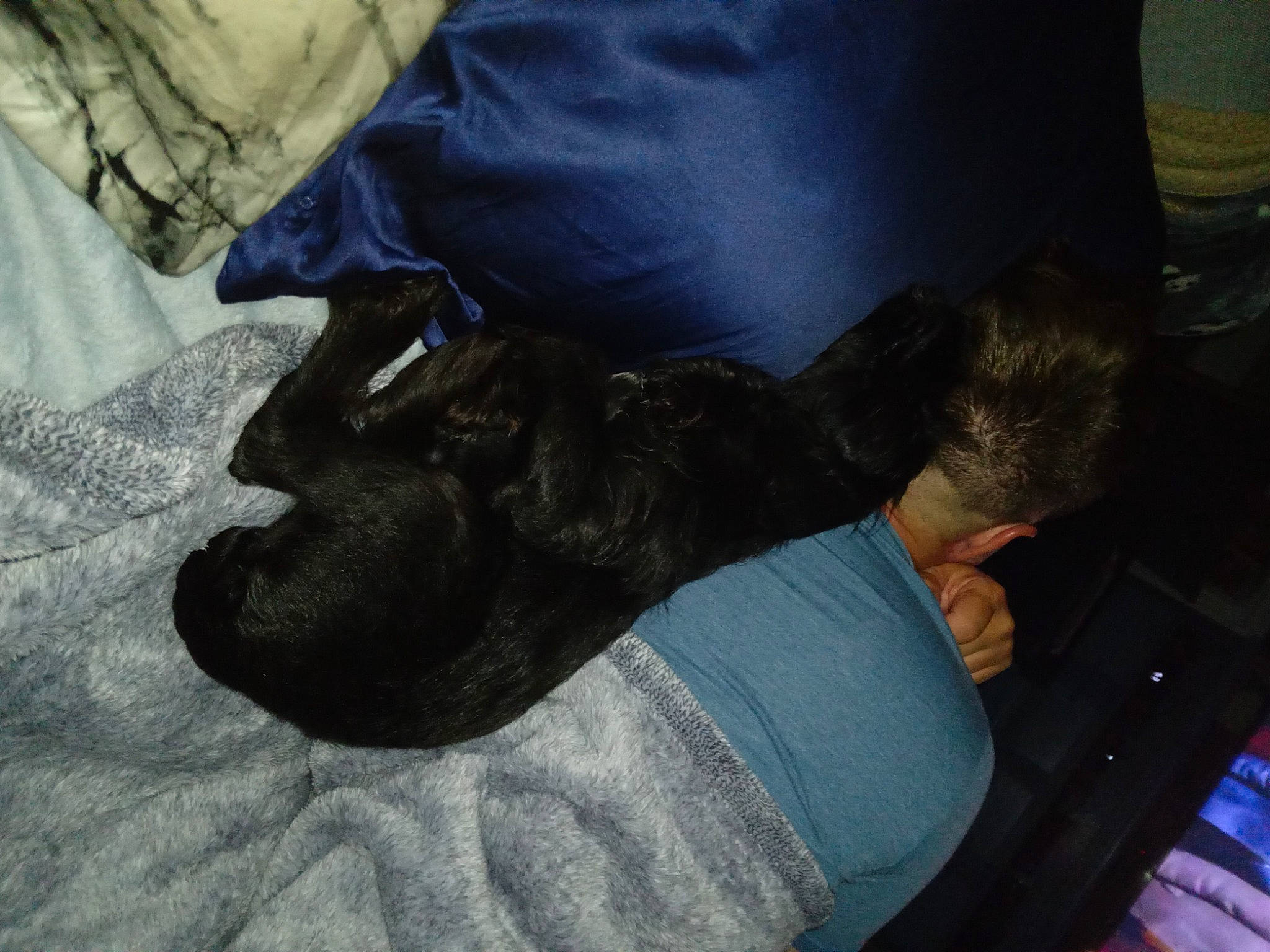 Theodore joined the competition — help win amazing prizes! carnivore, comfort, companion_dog, denim, dog, dog_breed, elbow, foot, fur, gesture, grey, human_leg, knee, lap, nap, sporting_group, textile, thigh, wrinkle, wrist