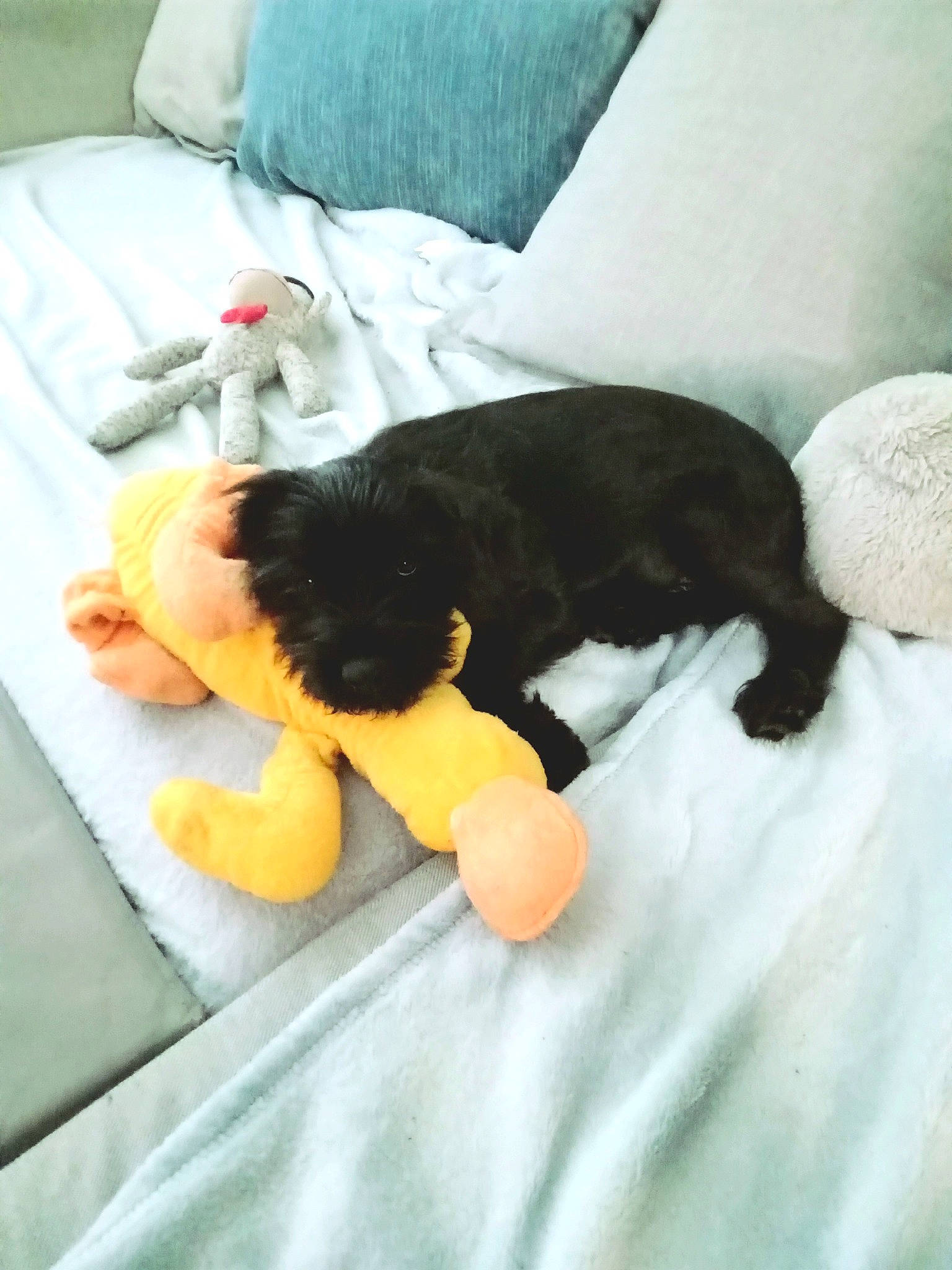 Theodore joined the competition — help win amazing prizes! bed, canidae, carnivore, comfort, companion_dog, dog, dog_breed, dog_supply, fur, linens, mammal, nap, room, sporting_group, stuffed_toy, tail, textile, toy, toy_dog, vertebrate