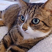 Chouquette participe au concours pour gagner de l'argent avec cette photo : alert, animal, bed, brown, cat, close_up, cute, feline, fur, green_eyes, indoors, looking_at_camera, lying_down, pet, portrait, quilt, striped_fur, tabby, whiskers, white