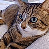 cat, tabby, feline, pet, animal, close_up, portrait, green_eyes, whiskers, fur, striped_fur, brown, white, lying_down, bed, quilt, indoors, looking_at_camera, cute, alert