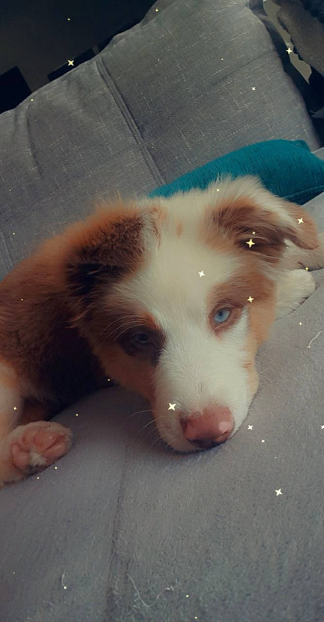 Shelsea participe au concours pour gagner de l'argent avec cette photo : border_collie, bored, canidae, carnivore, companion_dog, dog, dog_breed, fawn, flooring, fur, herding_dog, jewellery, non_sporting_group, puppy, sporting_group, street_dog, whiskers, working_animal, working_dog