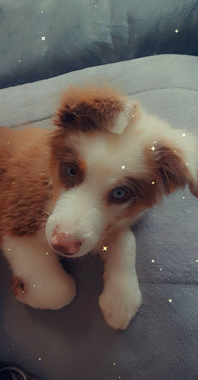 Shelsea participe au concours pour gagner de l'argent avec cette photo : ancient_dog_breeds, bathing, canidae, carnivore, companion_dog, dog, dog_breed, ear, fawn, fur, herding_dog, non_sporting_group, paw, snout, sporting_group, street_dog, toy_dog, whiskers, working_animal, working_dog