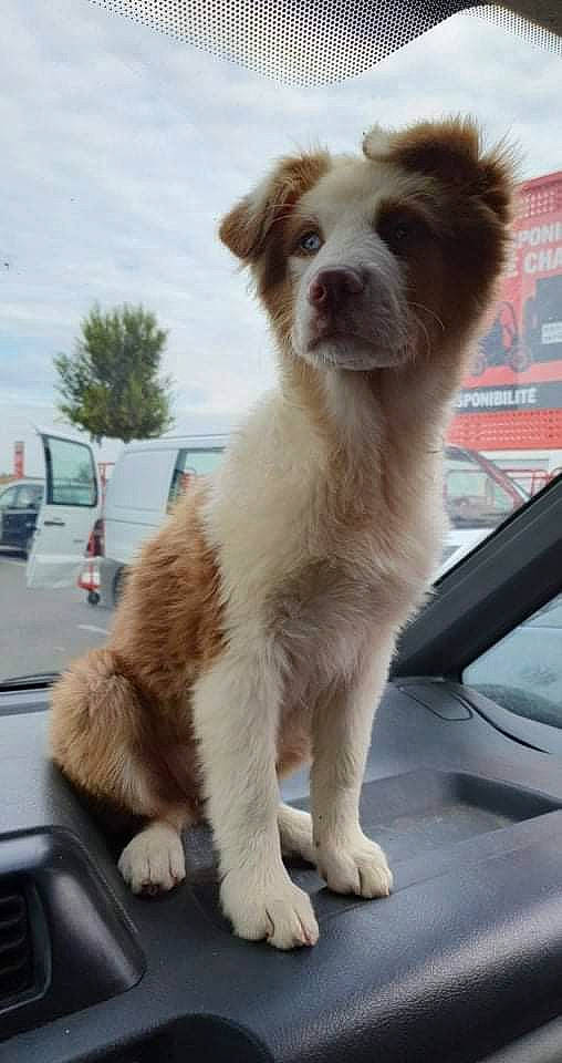 Shelsea participe au concours pour gagner de l'argent avec cette photo : automotive_mirror, canidae, car, carnivore, cloud, companion_dog, dog, dog_breed, fawn, fur, liver, sky, sporting_group, tail, terrestrial_animal, vehicle, whiskers, window, windshield, working_animal