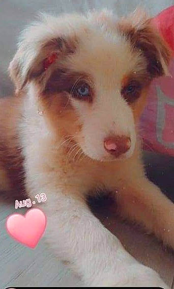 Shelsea participe au concours pour gagner de l'argent avec cette photo : ancient_dog_breeds, carnivore, companion_dog, dog, dog_breed, fur, heart, non_sporting_group, terrestrial_animal, texas_heeler, whiskers, working_animal, working_dog