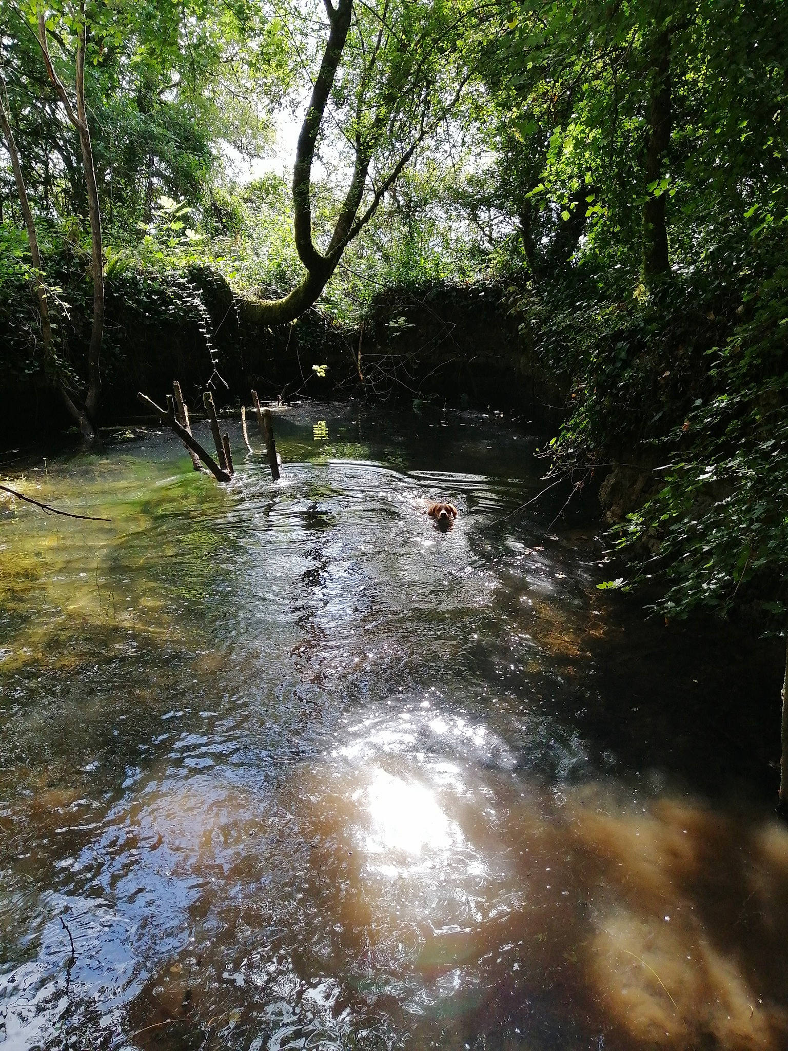Tina a rejoint le concours — aidez-le/la à gagner de superbes lots ! arroyo, bank, creek, fluvial_landforms_of_streams, forest, grass, landscape, mountain_river, natural_landscape, plant, riparian_zone, spring, stream, temperate_broadleaf_and_mixed_forest, tree, water, waterway, wetland, wood, woodland