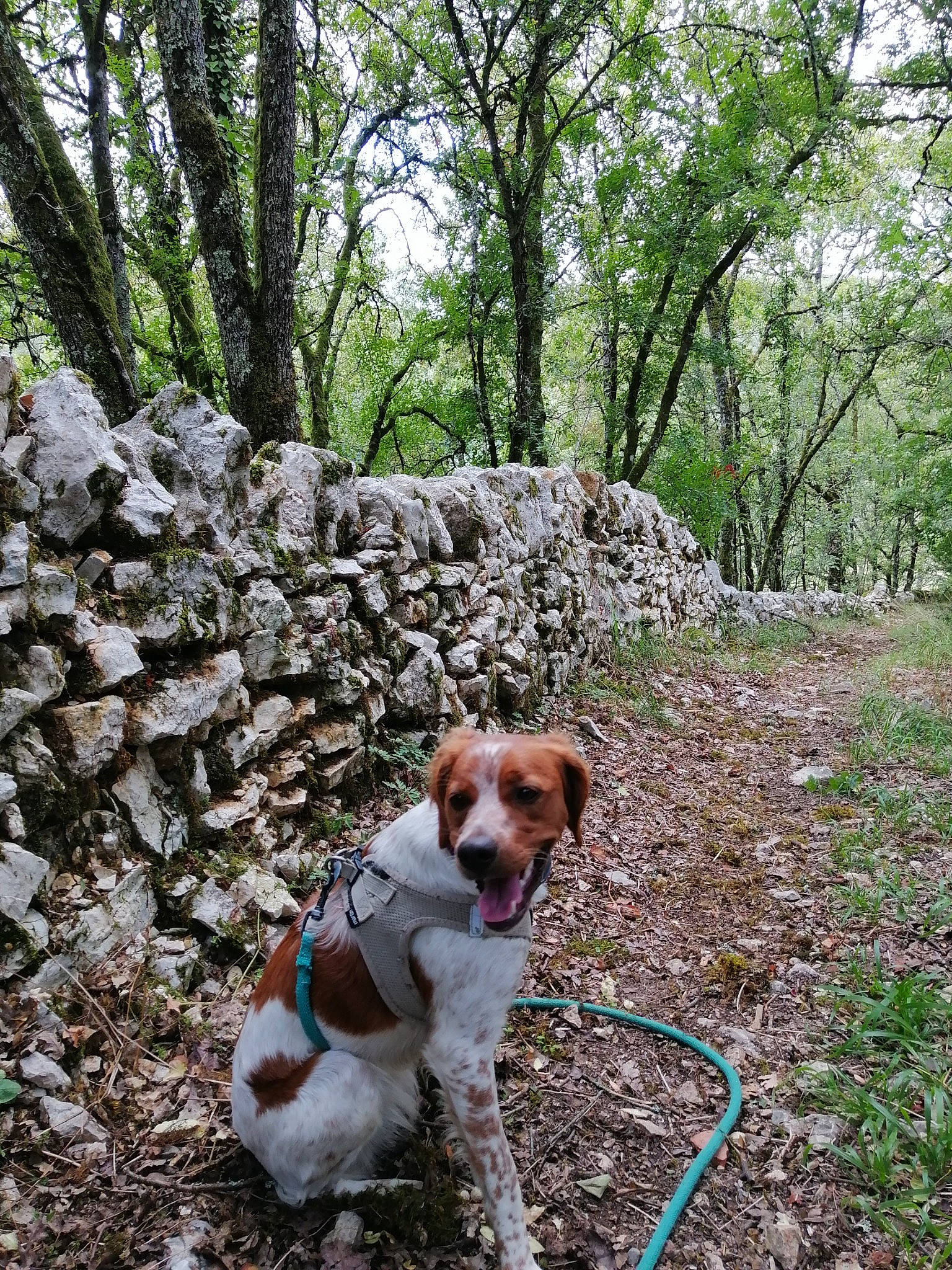 Tina a rejoint le concours — aidez-le/la à gagner de superbes lots ! bedrock, carnivore, collar, companion_dog, dog, dog_breed, fawn, forest, grass, gun_dog, leash, pet_supply, plant, scent_hound, soil, sporting_group, trail, tree, trunk, woodland