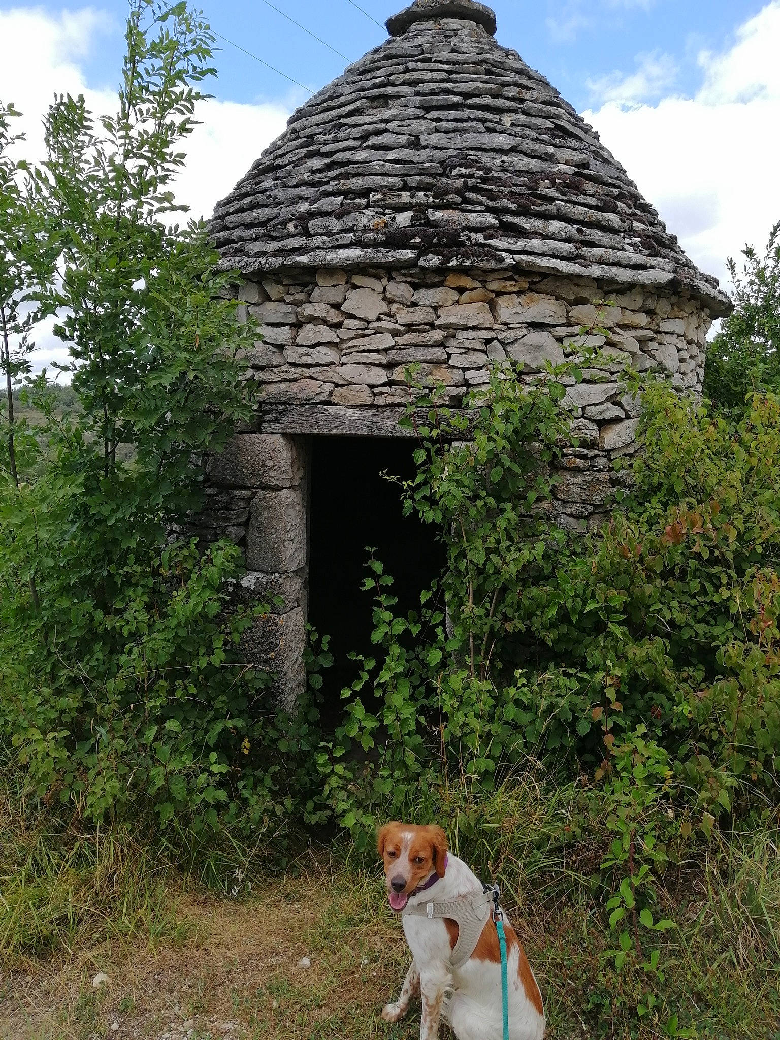 Tina a rejoint le concours — aidez-le/la à gagner de superbes lots ! building, carnivore, cloud, collar, companion_dog, cottage, dog, dog_breed, fawn, grass, house, hut, landscape, natural_landscape, plant, roof, shrub, sky, thatching, tree