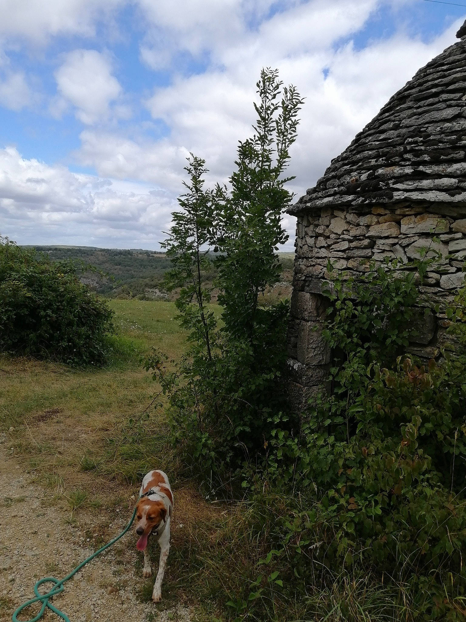 Tina participe au concours pour gagner de l'argent avec cette photo : carnivore, cloud, collar, dog, dog_breed, fawn, grass, grassland, hill, house, landscape, leash, meadow, natural_landscape, plant, shrub, sky, slope, tree, working_animal