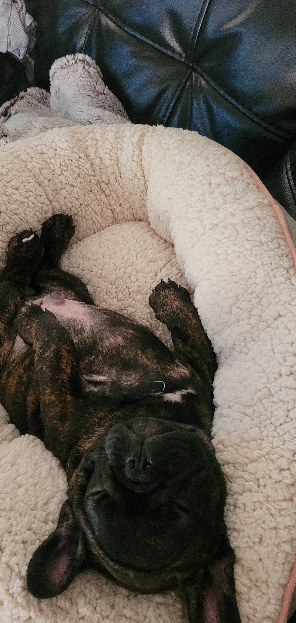 Crypto joined the competition — help win amazing prizes! art, carnivore, comfort, companion_dog, dog, dog_breed, fawn, felidae, gesture, linens, paw, small_to_medium_sized_cats, snout, sporting_group, tail, textile, toy_dog, whiskers, working_animal, wrinkle