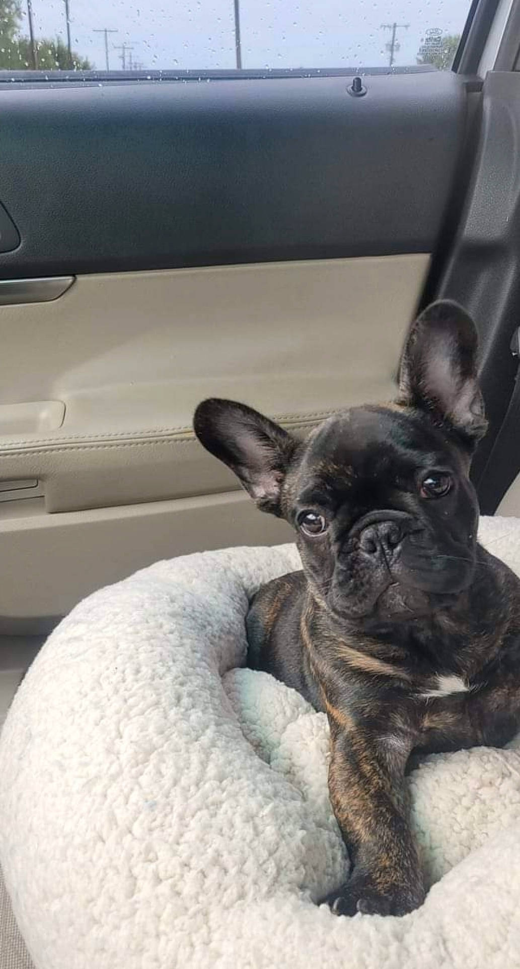 Crypto joined the competition — help win amazing prizes! automotive_exterior, bulldog, canidae, carnivore, comfort, companion_dog, dog, dog_breed, ear, fawn, french_bulldog, snout, sporting_group, terrestrial_animal, toy_dog, vehicle_door, whiskers, window, working_animal, wrinkle