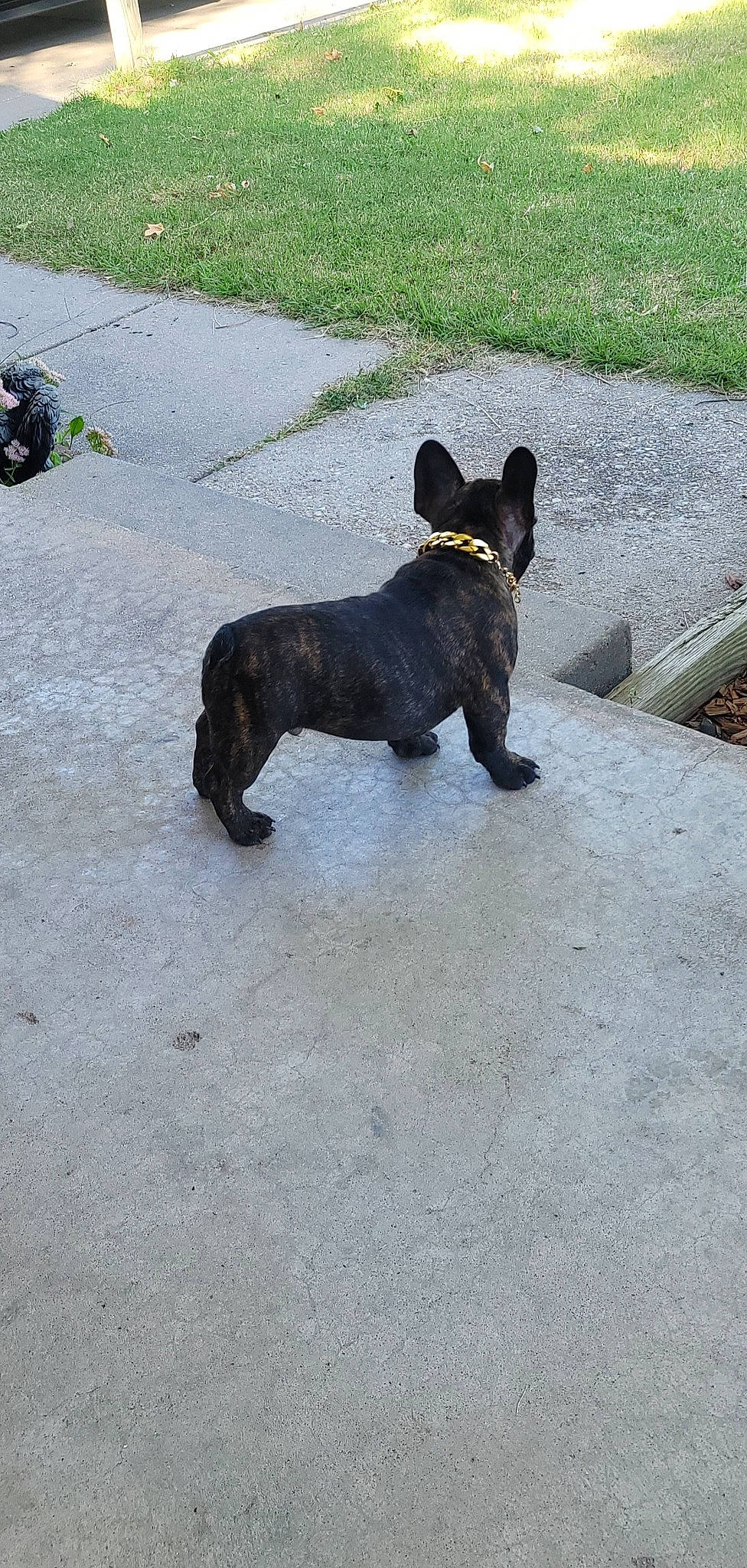 Crypto is registered to the contest to win money with this photo: canidae, carnivore, collar, companion_dog, dog, dog_breed, dog_collar, dog_supply, fawn, felidae, grass, leash, road_surface, scottish_terrier, snout, sporting_group, tail, terrier, toy_dog, working_animal