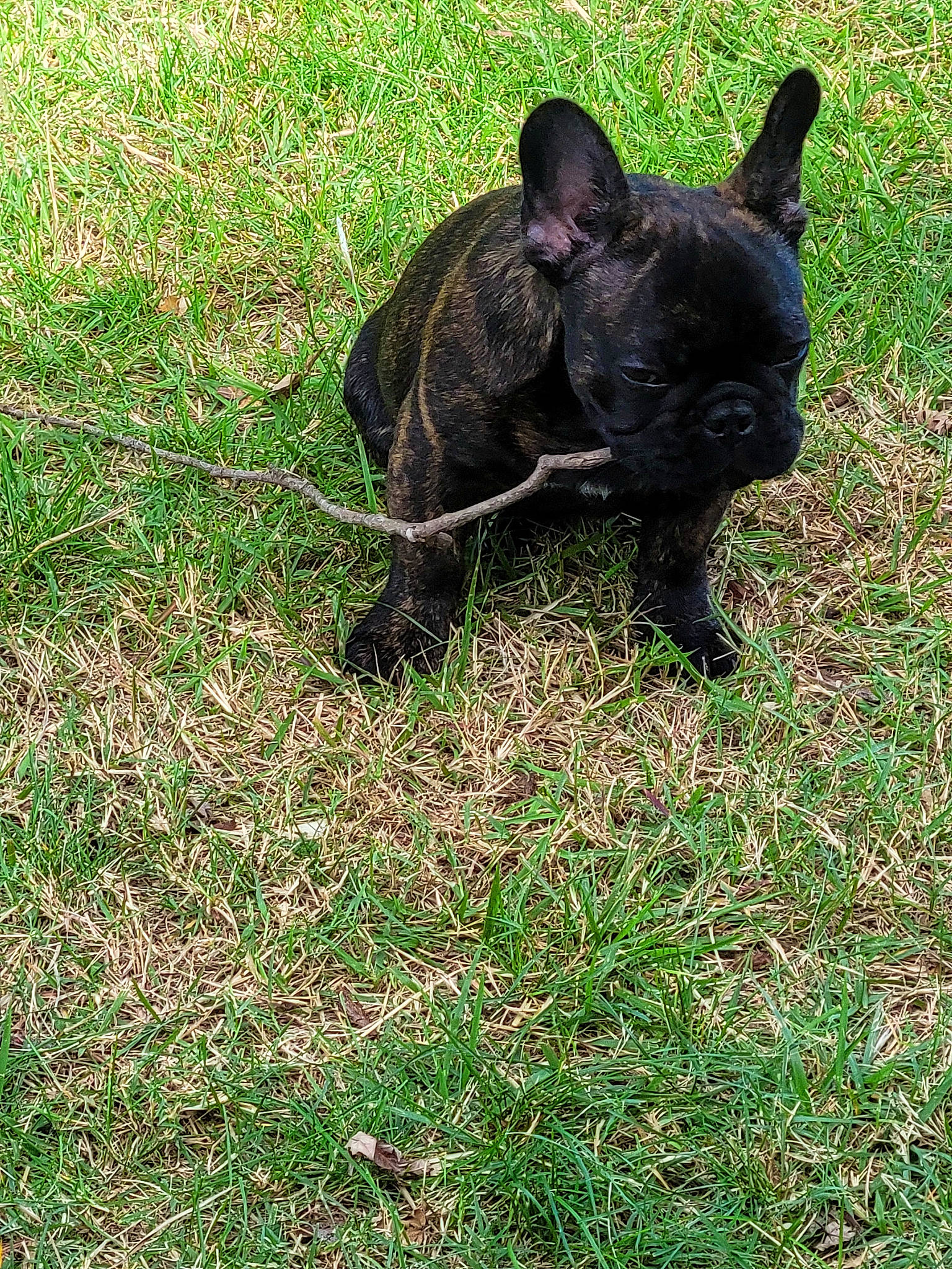 Crypto joined the competition — help win amazing prizes! boston_terrier, bulldog, canidae, carnivore, companion_dog, dog, dog_breed, fawn, grass, grassland, groundcover, non_sporting_group, plant, pug, tail, terrestrial_animal, toy_dog, working_animal