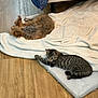 animal, blanket, blue_cloth, cat, comfort, cozy, cushion, dog, floor, fur, furry, home, indoor, laying_down, pet, relaxed, resting, small_dog, tabby_cat, wooden_floor