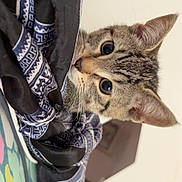 Mila is registered to the contest to win money with this photo: animal, bed, cat, closeup, cozy, curious, cute, ears, eyes, fabric, fur, indoor, kitten, patterned_cloth, pet, resting, soft_light, tabby, whiskers, young