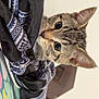animal, bed, cat, closeup, cozy, curious, cute, ears, eyes, fabric, fur, indoor, kitten, patterned_cloth, pet, resting, soft_light, tabby, whiskers, young