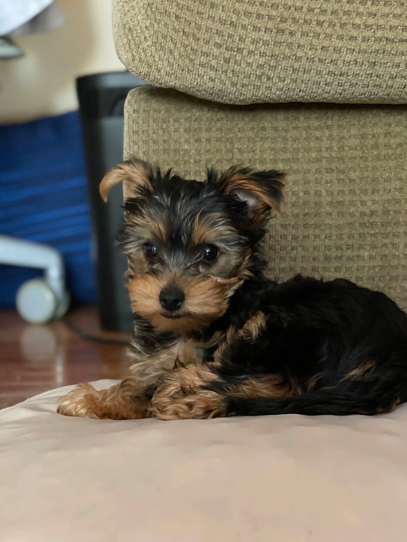 Aiko is registered to the contest to win money with this photo: biewer_terrier, canidae, carnivore, comfort, companion_dog, dog, dog_breed, dog_supply, fur, lamp, liver, small_terrier, snout, sporting_group, table, terrestrial_animal, terrier, toy_dog, working_animal, yorkipoo