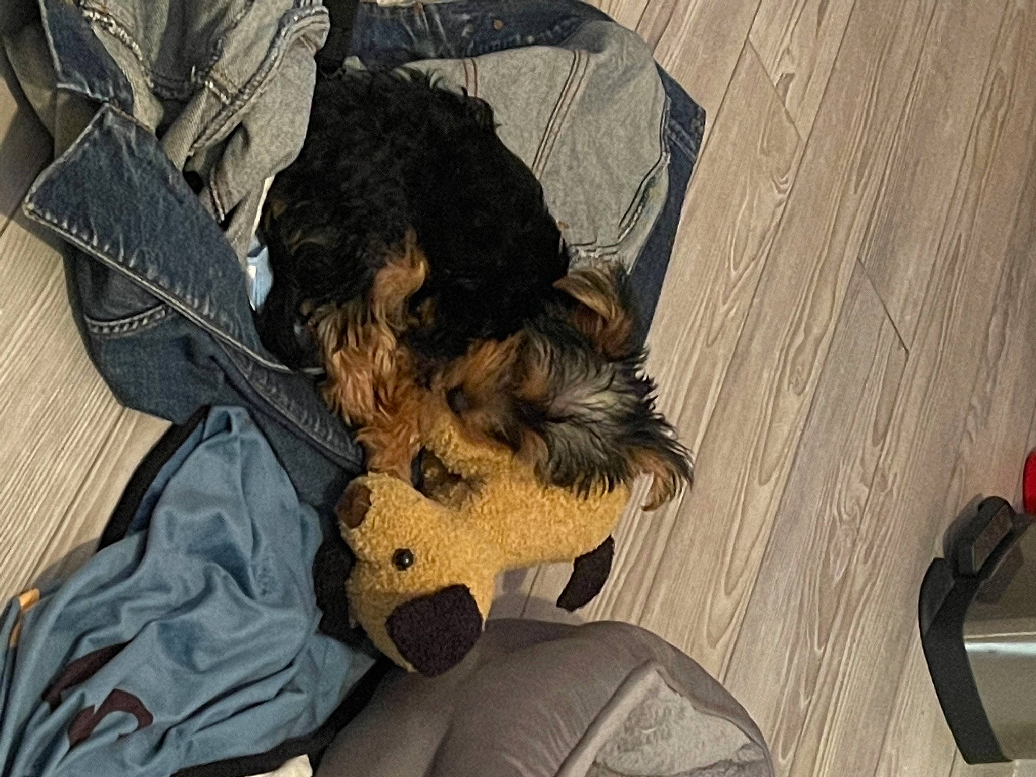 Aiko is registered to the contest to win money with this photo: camouflage, canidae, carnivore, comfort, companion_dog, dog, dog_breed, dog_supply, fawn, flooring, fur, military_camouflage, pattern, small_terrier, snout, sporting_group, tail, terrier, toy_dog, wood