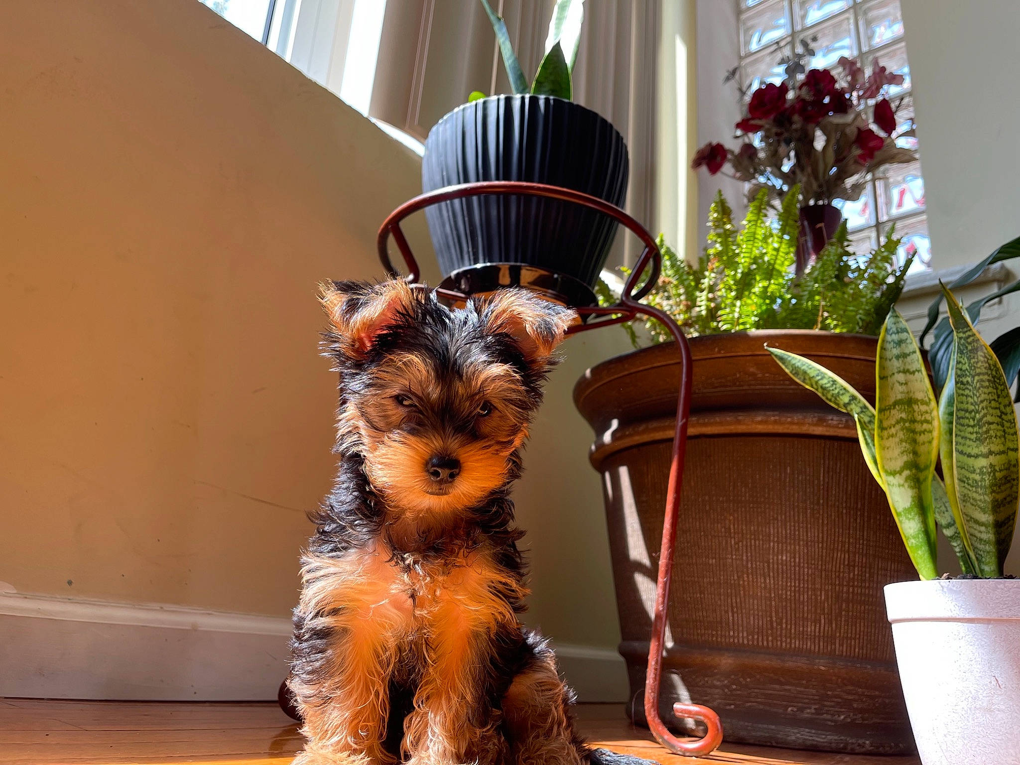 Aiko is registered to the contest to win money with this photo: canidae, carnivore, chair, comfort, companion_dog, dog, dog_breed, dog_supply, fawn, flooring, flowerpot, fur, houseplant, plant, room, small_terrier, sporting_group, toy_dog, wood, working_animal