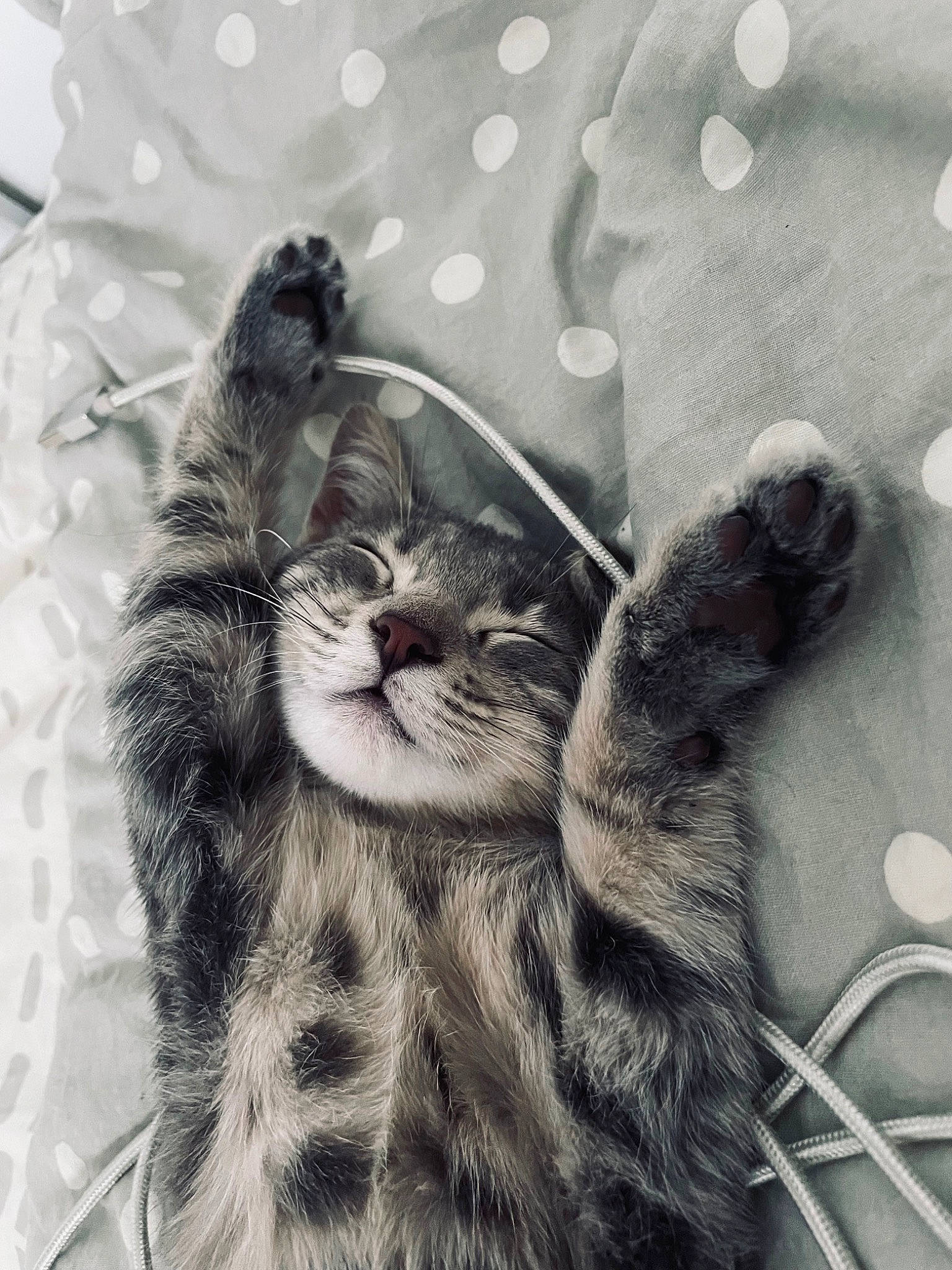 Moon participe au concours pour gagner de l'argent avec cette photo : art, black_and_white, carnivore, cat, claw, domestic_short_haired_cat, felidae, foot, fur, gesture, grey, monochrome, monochrome_photography, organism, paw, small_to_medium_sized_cats, snout, style, tail, whiskers