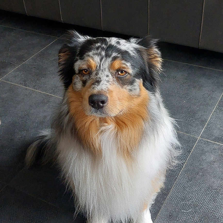 Snow participe au concours pour gagner de l'argent avec cette photo : animal, australian_shepherd, black_white_brown_fur, brown_eyes, canine, dog, ears, floor, fur, furniture, indoor, living_room, pet, quiet, seated, snout, sofa, tail, television, tile_floor