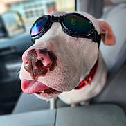 Piglet joined the competition — help win amazing prizes! animal, blurred_background, car_interior, close_up, collar, companion, cute, dog, funny, goggles, indoor, muzzle, nose, pet, playful, reflection, seat, tongue_out, white_dog, window