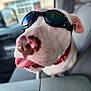 animal, blurred_background, car_interior, close_up, collar, companion, cute, dog, funny, goggles, indoor, muzzle, nose, pet, playful, reflection, seat, tongue_out, white_dog, window