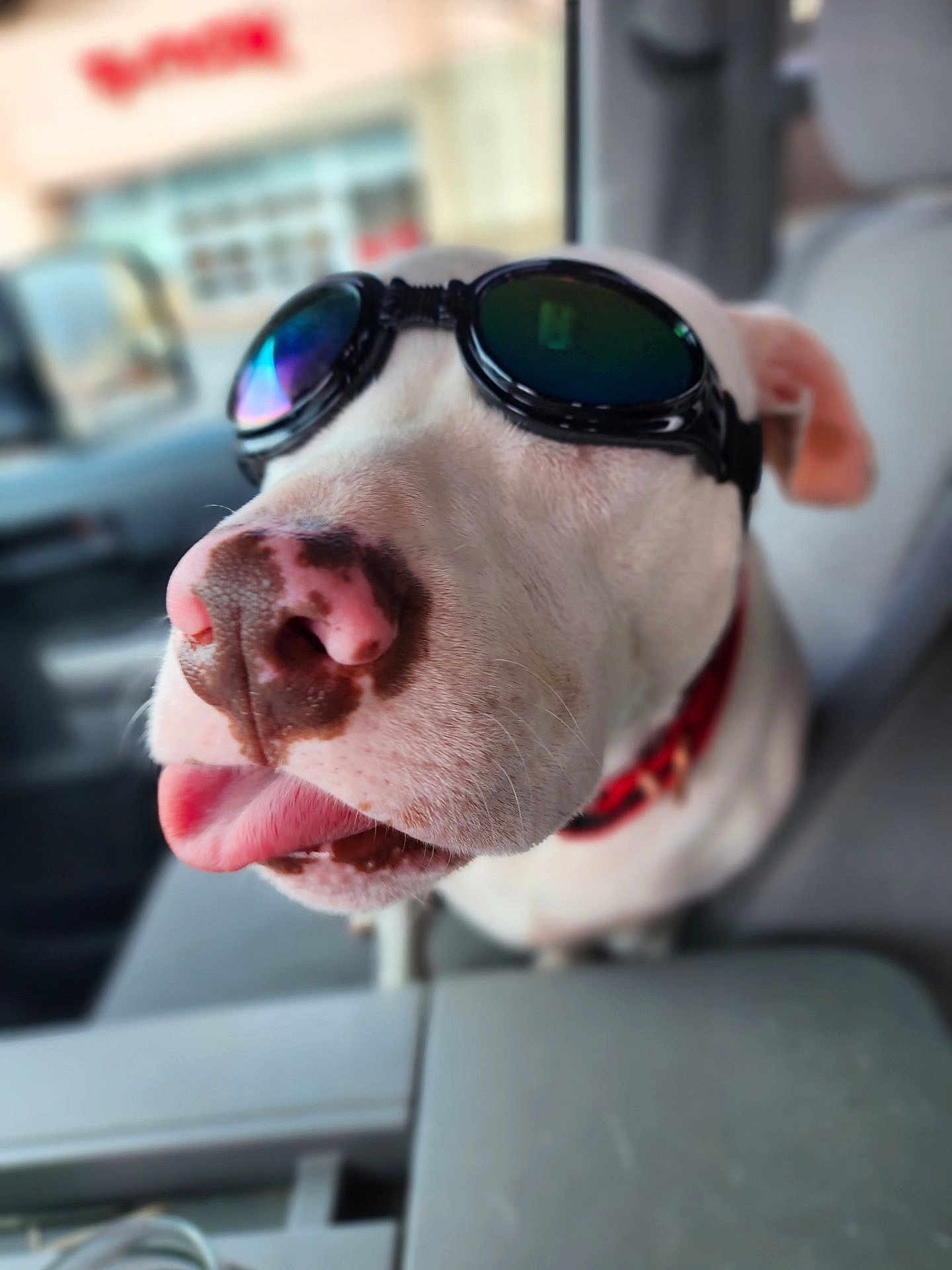 Piglet