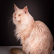 Shadow a rejoint le concours — aidez-le/la à gagner de superbes lots ! cat, fluffy, cream_colored, amber_eyes, portrait, feline, pet, animal, long_hair, whiskers, tail, sitting, studio, dark_background, soft_lighting, majestic, elegant, close_up, domestic_cat, furry