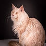 cat, fluffy, cream_colored, amber_eyes, portrait, feline, pet, animal, long_hair, whiskers, tail, sitting, studio, dark_background, soft_lighting, majestic, elegant, close_up, domestic_cat, furry