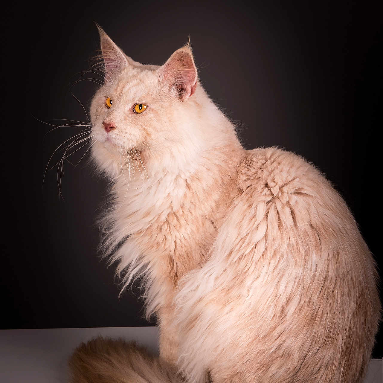 Shadow a rejoint le concours — aidez-le/la à gagner de superbes lots ! cat, fluffy, cream_colored, amber_eyes, portrait, feline, pet, animal, long_hair, whiskers, tail, sitting, studio, dark_background, soft_lighting, majestic, elegant, close_up, domestic_cat, furry