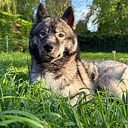 Spike a rejoint le concours — aidez-le/la à gagner de superbes lots ! dog, grass, outdoor, nature, sunlight, greenery, sky, tree, canine, pet, fur, animal, resting, daytime, portrait, ears, closeup, summer, relaxing, peaceful