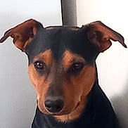 Vasco a rejoint le concours — aidez-le/la à gagner de superbes lots ! dog, pet, animal, black_and_tan, ears, portrait, closeup, indoor, canine, muzzle, fur, looking, face, alert, companion, domestic_animal, head, expression, cute, friendly