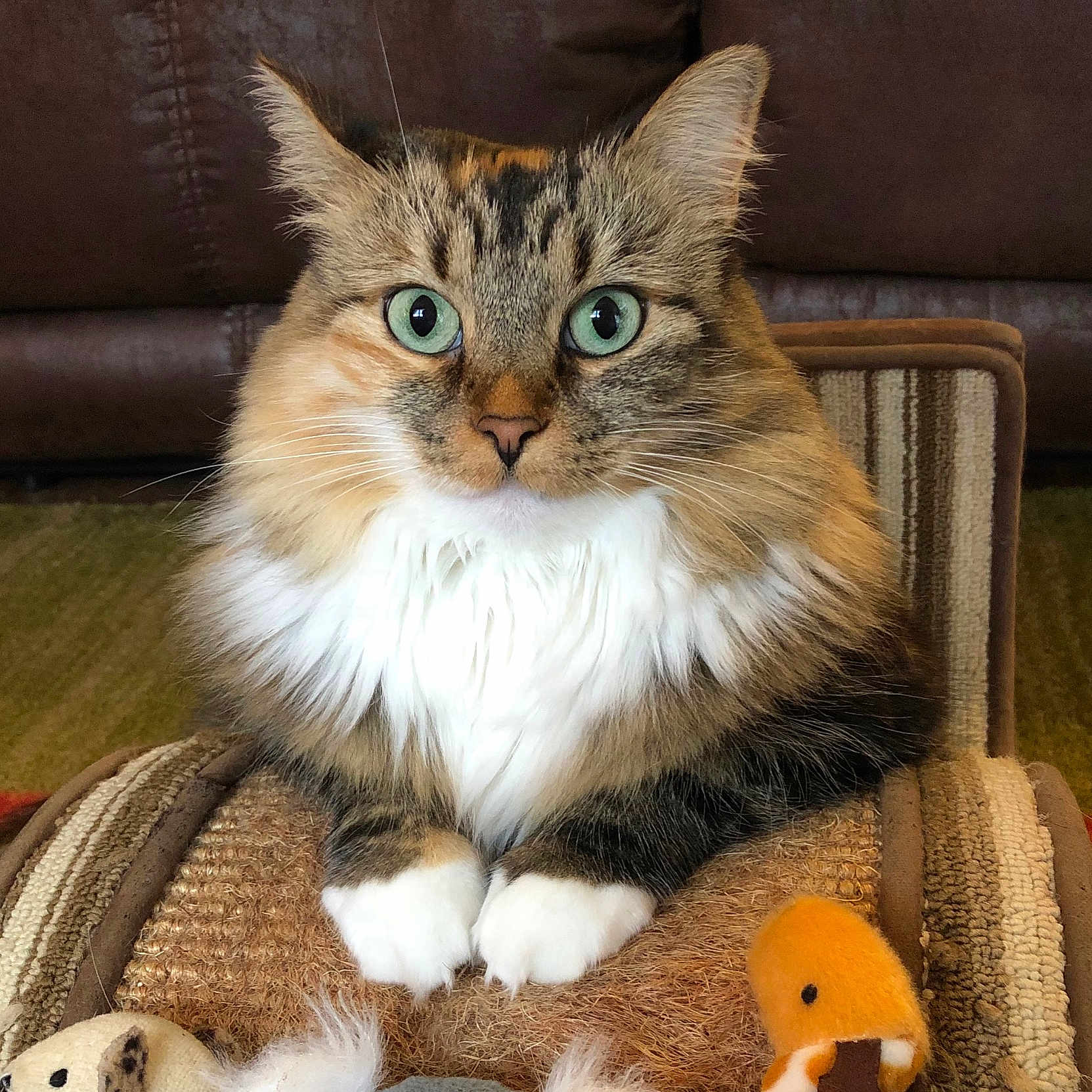 Bella is registered to the contest to win money with this photo: cat, fluffy, green_eyes, pet, indoor, scratching_post, plush_toy, orange_toy, striped_fur, white_paws, close_up, furniture, carpet, cute, animal, domestic, relaxed, portrait, sitting, whiskers