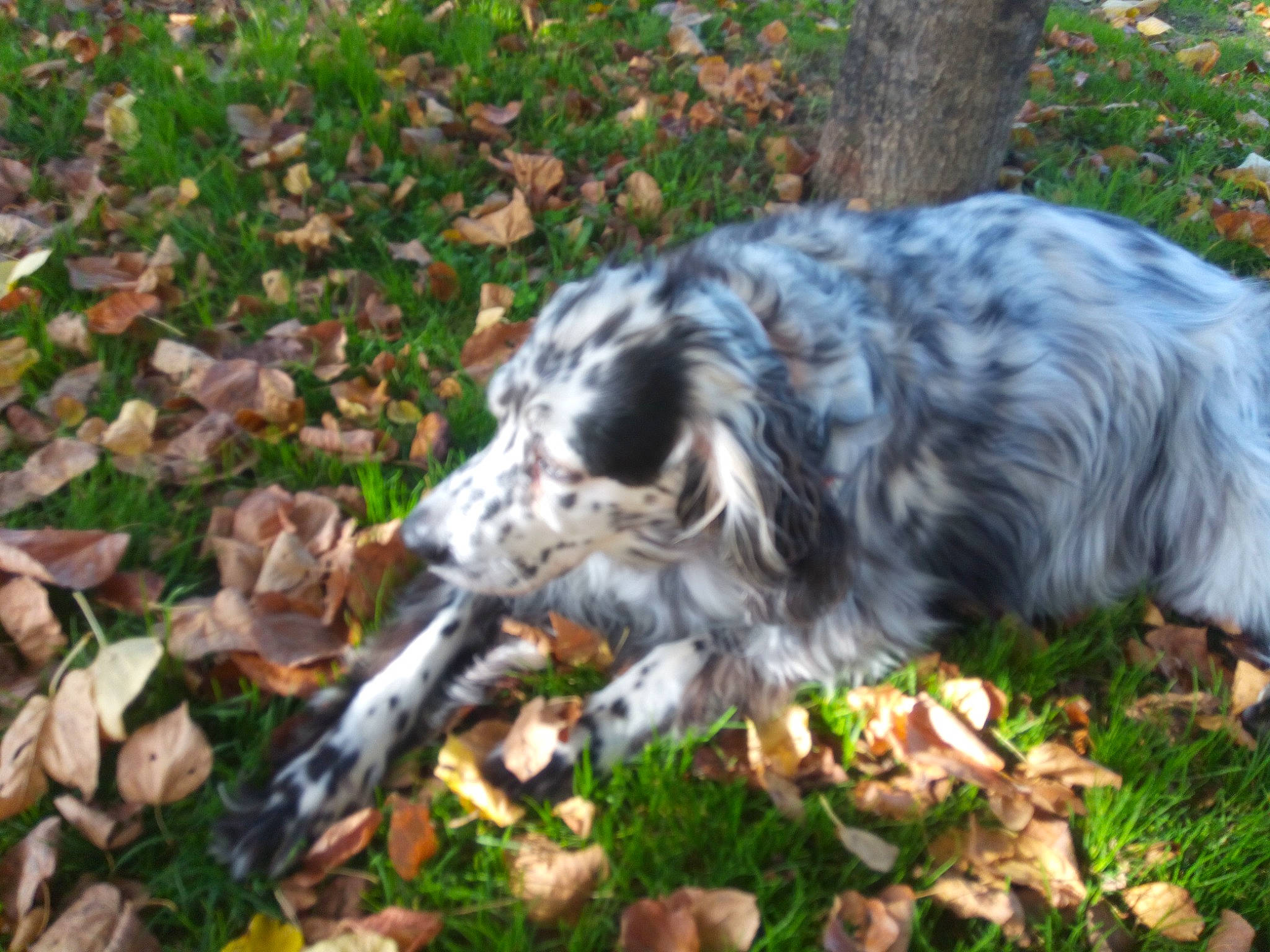 Gina a rejoint le concours — aidez-le/la à gagner de superbes lots ! accipitriformes, australian_cattle_dog, beak, bird_of_prey, canidae, carnivore, dog, dog_breed, falconiformes, fur, grass, groundcover, plant, ratite, soil, sporting_group, tail, terrestrial_animal, tree, wildlife