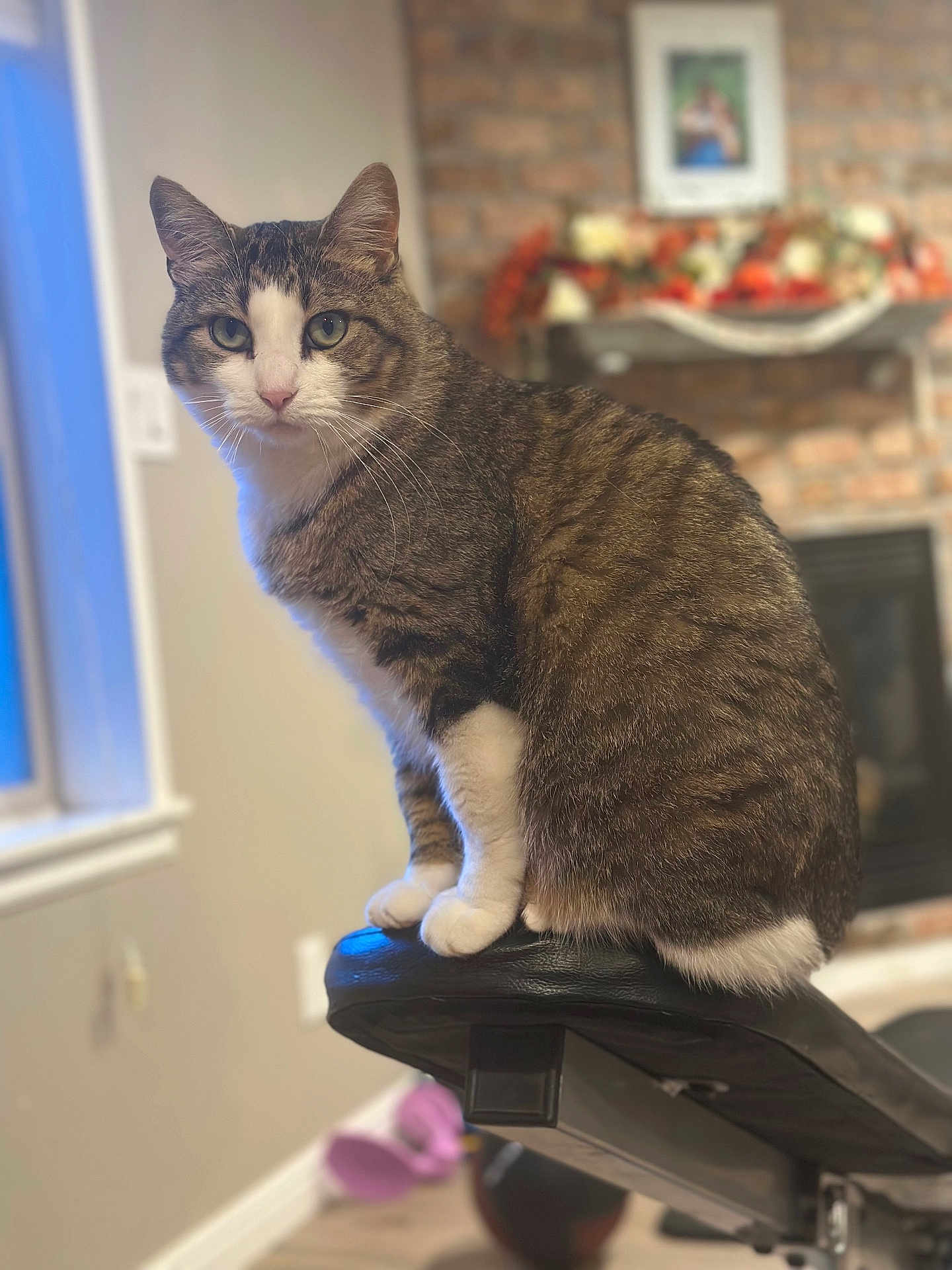 Purr-Dee Boy is registered to the contest to win money with this photo: animal, brick_wall, cat, cozy, decoration, fireplace, floor, fur, furniture, houseplant, indoor, living_room, looking, paws, pet, sitting, tabby_cat, whiskers, window, workout_bench