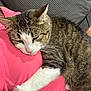 cat, claw, close_up, comfort, companion, couch, domestic_animal, feline, fur, indoor, nap, person, pet, pink_shirt, relaxation, resting, sleeping, tabby_cat, whiskers, white_paws