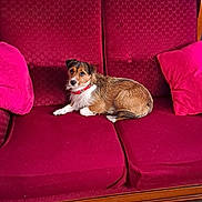 Molly a rejoint le concours — aidez-le/la à gagner de superbes lots ! dog, couch, red_couch, pink_pillow, pet, indoor, floor_tiles, wall, footwear, collar, small_dog, looking, relaxed, furniture, home, living_room, seated, fur, brown_dog, white_wall