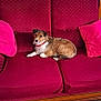 brown_dog, collar, couch, dog, floor_tiles, footwear, fur, furniture, home, indoor, living_room, looking, pet, pink_pillow, red_couch, relaxed, seated, small_dog, wall, white_wall
