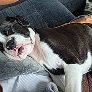 Mia June joined the competition — help win amazing prizes! dog, sleeping, black_and_white, couch, person, hand, blanket, relaxing, indoors, cozy, pet, fur, nap, comfort, home, rest, closeup, animal, snout, ears