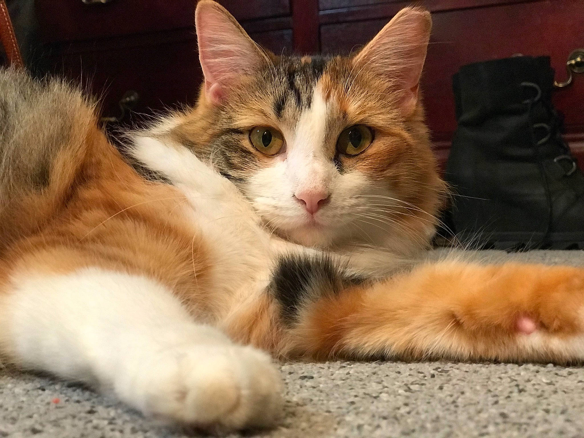 Polly joined the competition — help win amazing prizes! aegean_cat, american_wirehair, asian, carnivore, cat, claw, domestic_short_haired_cat, european_shorthair, felidae, fur, kitten, mammal, paw, polydactyl_cat, ragamuffin, small_to_medium_sized_cats, snout, tabby_cat, vertebrate, whiskers