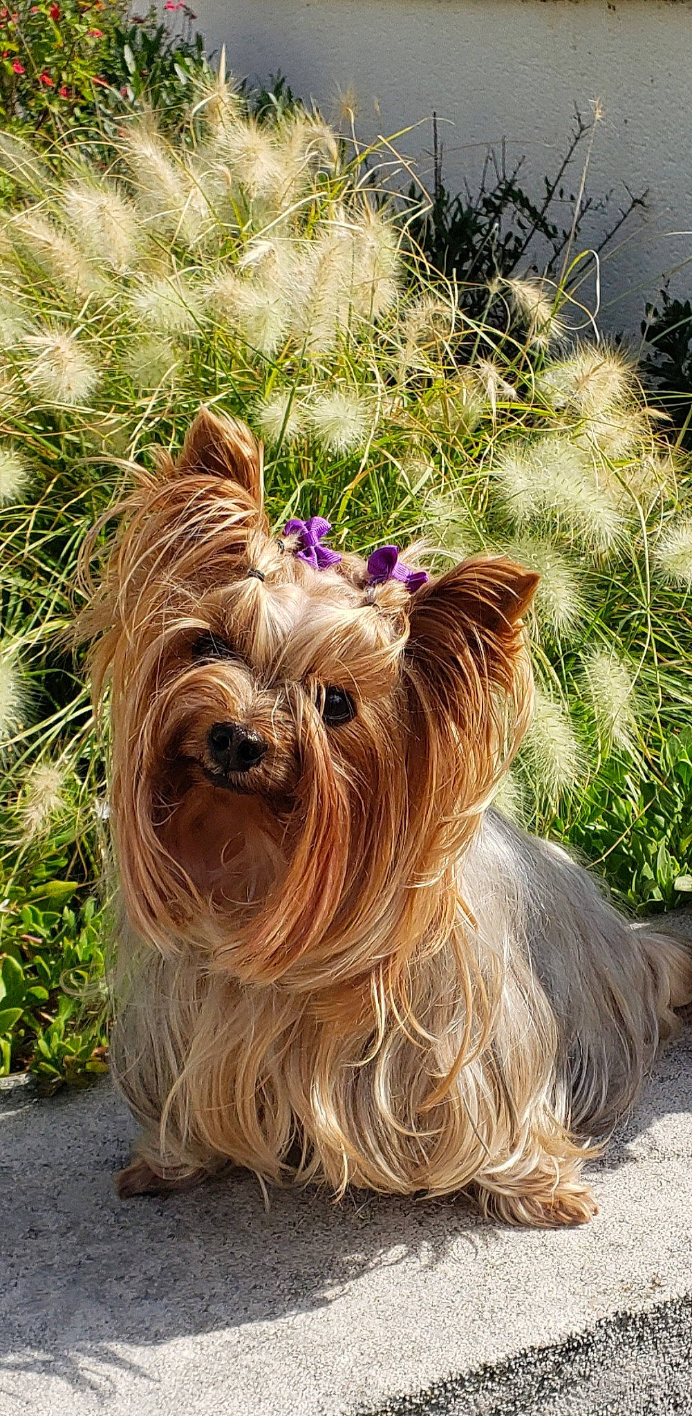 Lila participe au concours pour gagner de l'argent avec cette photo : biewer_terrier, canidae, carnivore, companion_dog, dog, dog_breed, dog_supply, fashion_accessory, fawn, fur, grass, liver, plant, small_terrier, snout, sporting_group, terrier, toy_dog, working_animal, yorkshire_terrier