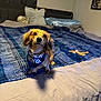 Leo is registered to the contest to win money with this photo: animal, bandana, bed, birthday_boy, blanket, bone, brown, canine, cozy, cute, decor, dog, domestic, fur, indoor, looking_up, pet, pillow, resting, small_dog