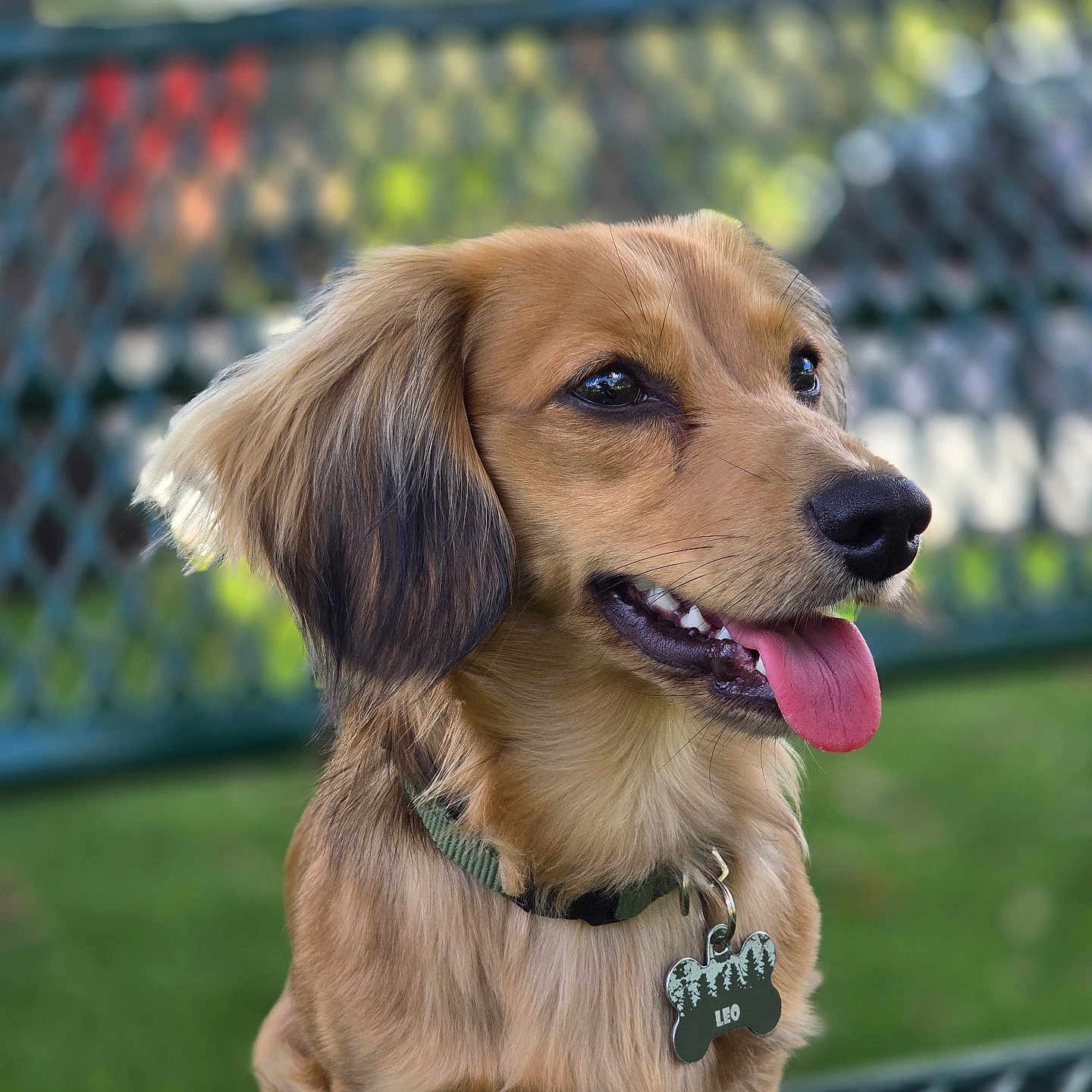 Leo joined the competition — help win amazing prizes! animal, bench, canine, closeup, collar, daylight, dog, dog_tag, fence, fur, golden_brown, greenery, happy, nature, outdoor, pet, portrait, sitting, smiling, tongue_out