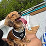animal, boat, canine, collar, dog, fur, greenery, happy, harness, legs, nature, outdoor, person, pet, playful, sitting, small_dog, summer, tongue_out, water