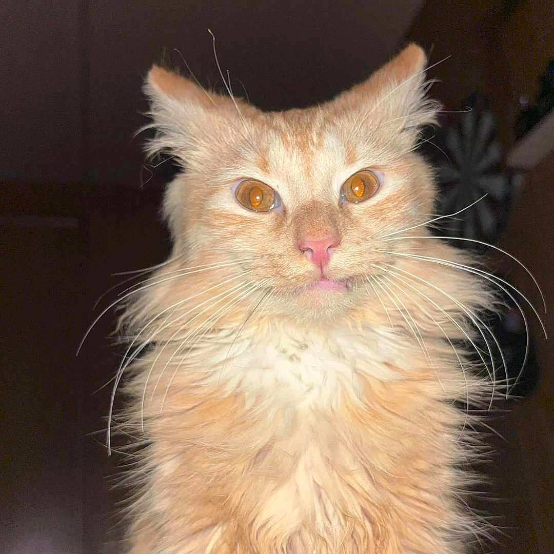 Leonardo Da-Vinci joined the competition — help win amazing prizes! alert, animal, cat, close_up, curious, cute, eyes, face, feline, fluffy, fur, indoor, long_hair, looking, mammal, orange_cat, pet, portrait, tabby, whiskers