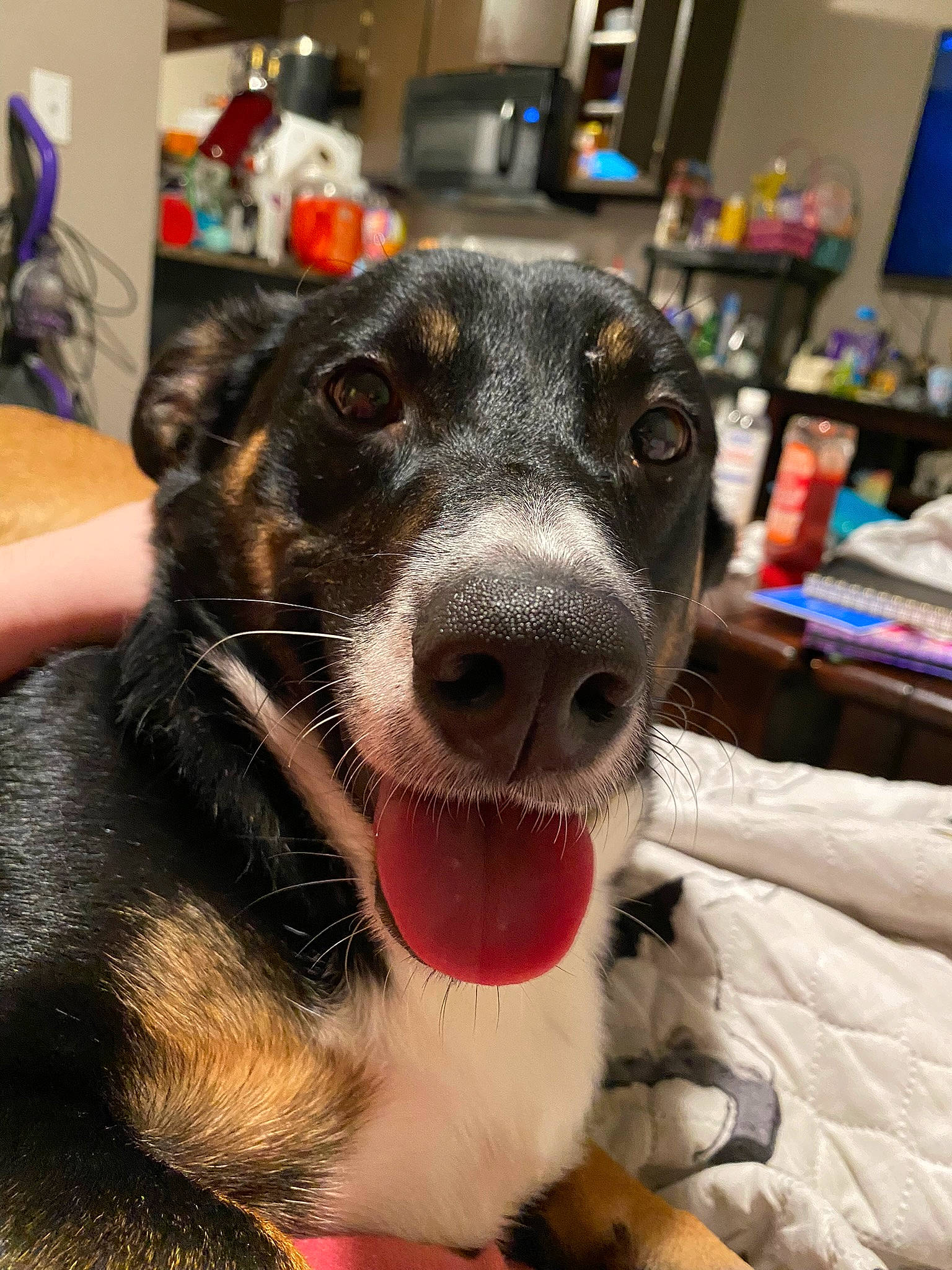 Chunk is registered to the contest to win money with this photo: canidae, carnivore, collar, companion_dog, dog, dog_breed, dog_collar, ear, fang, fur, guard_dog, happy, herding_dog, jaw, paw, snout, sporting_group, whiskers, working_animal, working_dog