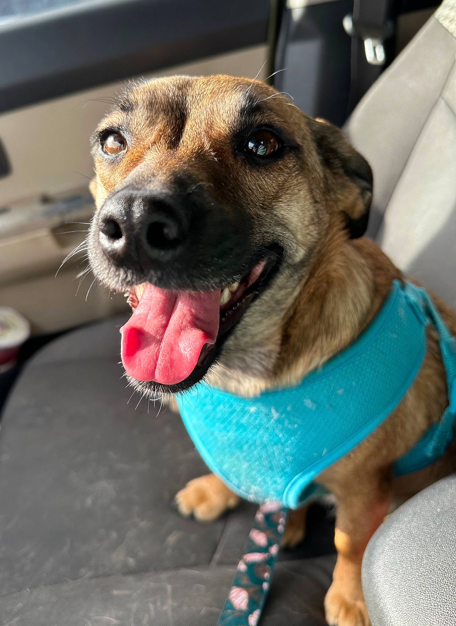 Dahlia joined the competition — help win amazing prizes! canidae, carnivore, collar, companion_dog, dog, dog_breed, dog_clothes, dog_collar, dog_supply, electric_blue, fashion_accessory, fawn, fur, jaw, leash, paw, pet_supply, snout, sporting_group, whiskers