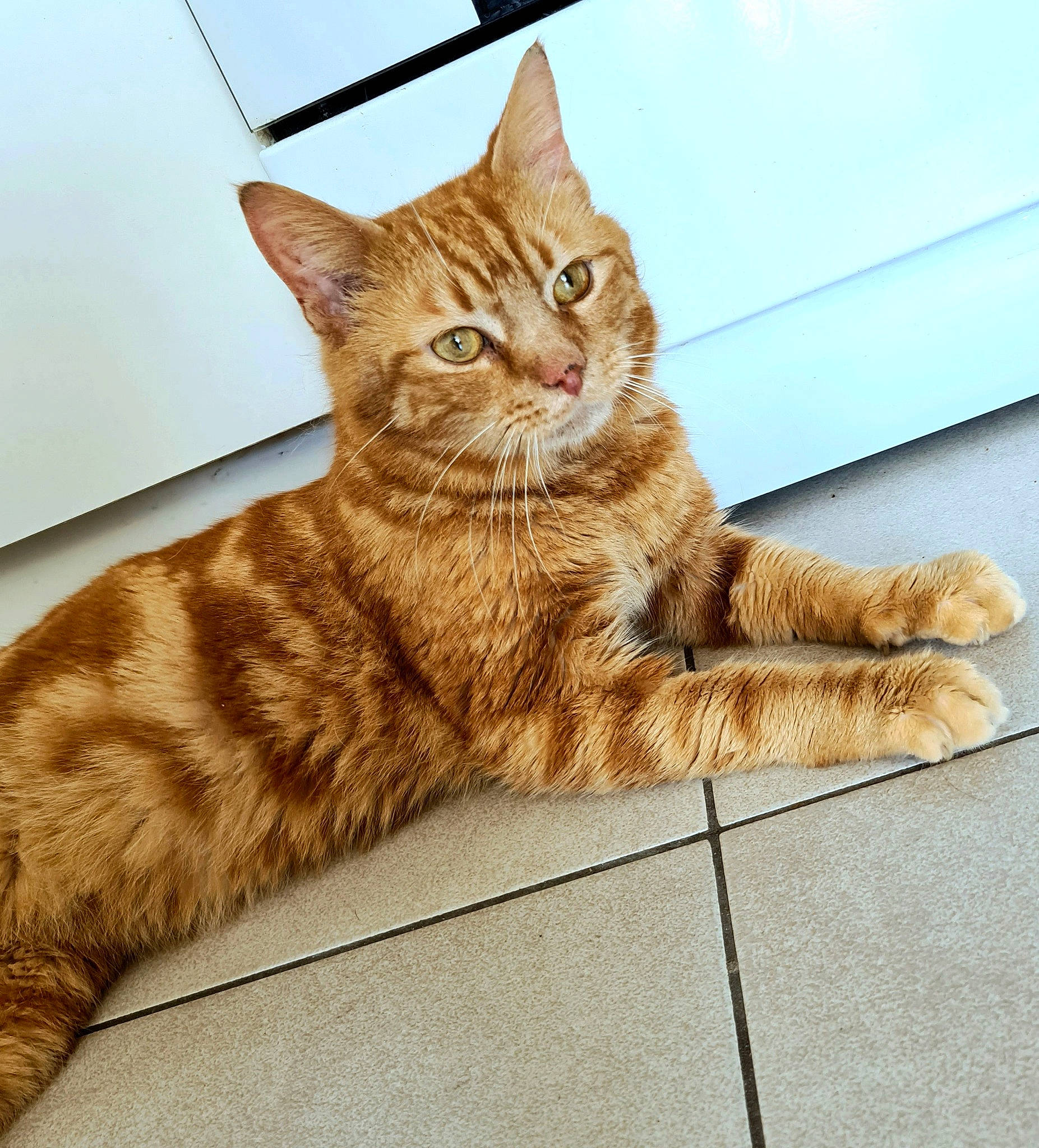 Gollum participe au concours pour gagner de l'argent avec cette photo : aegean_cat, american_shorthair, arabian_mau, asian, australian_mist, carnivore, cat, domestic_short_haired_cat, dragon_li, european_shorthair, fawn, felidae, fur, kitten, maine_coon, mammal, small_to_medium_sized_cats, tabby_cat, vertebrate, whiskers