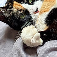 Ayla is registered to the contest to win money with this photo: animal, calico_cat, cat, close_up, companion, cozy, cute, domestic_animal, feline, fur, green_eyes, indoor, mammal, paw, pet, portrait, relaxed, sleepy, soft_texture, whiskers