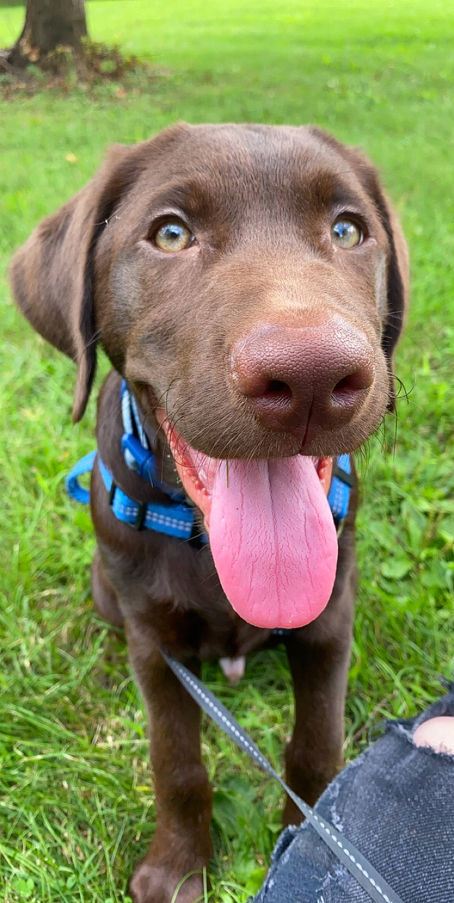 Kenai joined the competition — help win amazing prizes! blue_lacy, brown, carnivore, collar, companion_dog, dog, dog_breed, dog_collar, dog_supply, fawn, iris, leash, liver, pet_supply, skin, snout, sporting_group, vertebrate, whiskers, working_animal
